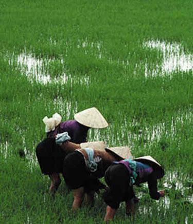 盘点全球即将灭绝的七种美食