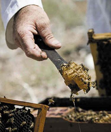 盘点全球即将灭绝的七种美食