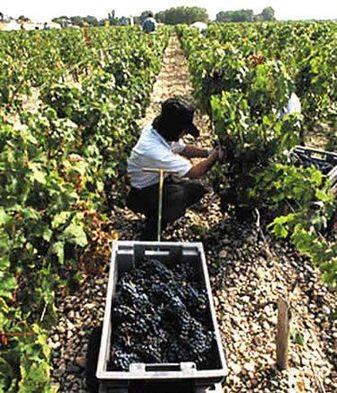 盘点全球即将灭绝的七种美食