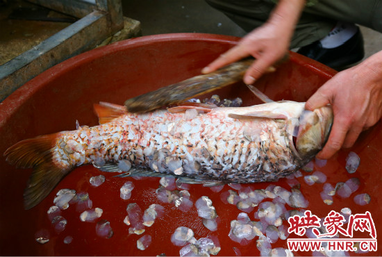 大鱼鱼鳞是制作鱼鳞冻得上好原料