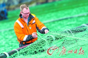 日本人不吃三文鱼刺身？到底能不能生吃