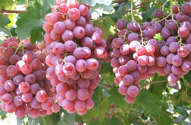 “吃葡萄不吐葡萄皮”能美容 你知道吗？