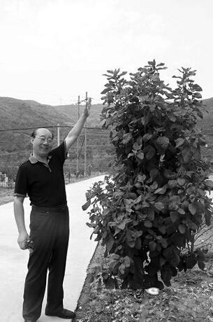 陕西一县城灰灰菜高2.5米 无人工培育系自然生长