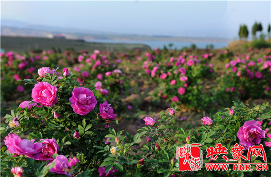 千人大狂欢,玫瑰谷邀你爽一夏