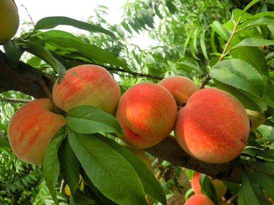 暑假“桃”幸福就来芒砀山