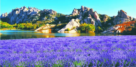 河南多个薰衣草庄园度六七月