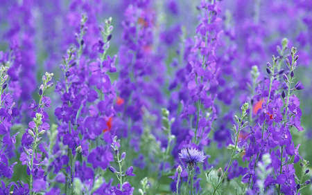 河南多个薰衣草庄园度六七月