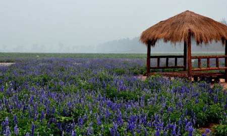 河南多个薰衣草庄园度六七月
