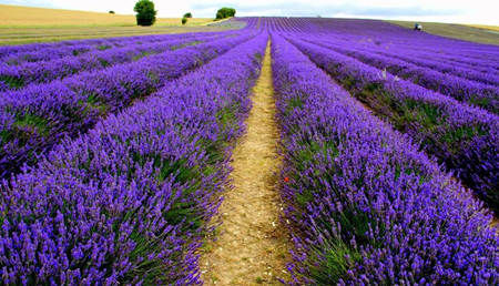 河南多个薰衣草庄园度六七月