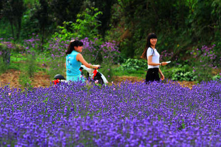 河南多个薰衣草庄园度六七月