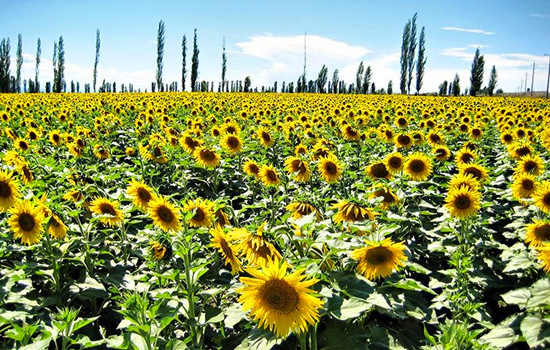 千亩油葵花