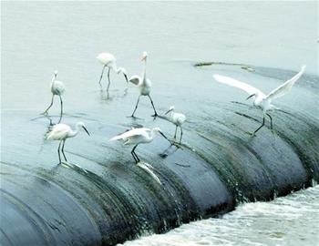 黄岛风河水美食丰数百只白鹭翩翩起舞成景观