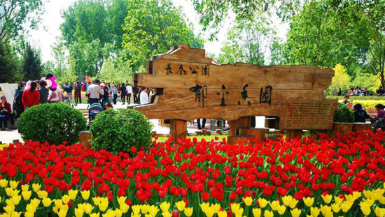 长春公园郁金香园