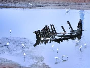 黄岛风河水美食丰数百只白鹭翩翩起舞成景观