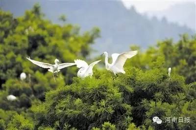 河南竟藏16个不为人知的世外桃源！看看它们有多美