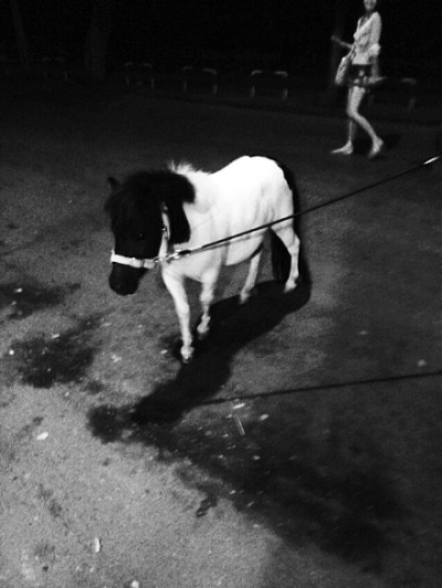 50厘米高成年矮种马