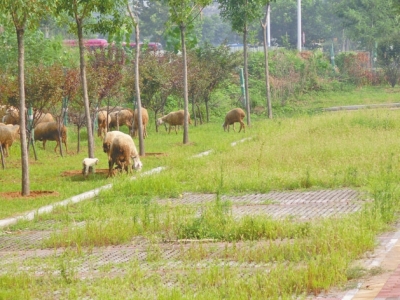 公园绿地很受伤