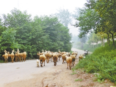 羊群走上马路，路面被堵。
