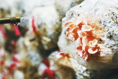 培育的粉色平菇