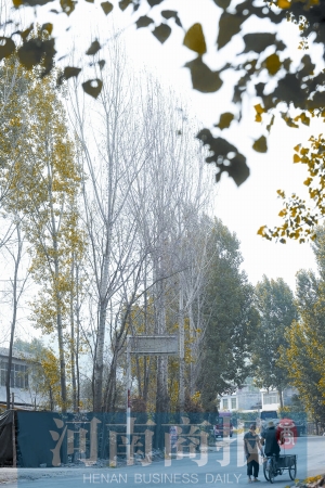 事故发生地，路边的树已枯死