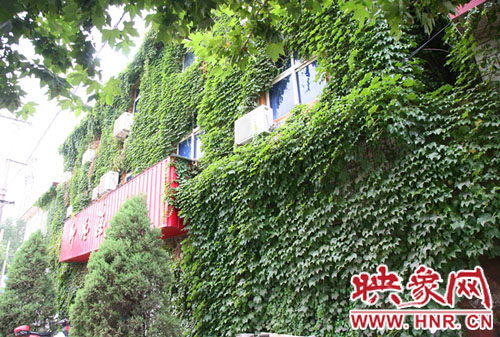 三层高的餐馆墙体被爬墙虎缠绕
