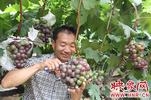 平顶山市湛河区北渡镇油坊头村，果农王建国正在采摘葡萄