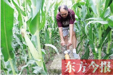 8月4日，襄城县建设到田间地头的农田灌溉设施