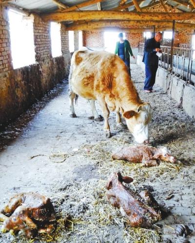 南乐县一头母牛一次产下三个牛犊 全国罕见