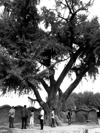 2000多年白果树叶边变焦