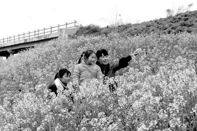 驻马店油菜田提前入“花季” 86万亩花田开花