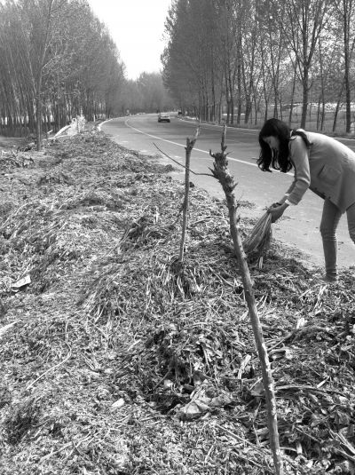 在中牟县明山庙村东头的路边,被扔掉的芹菜绵延200多米。