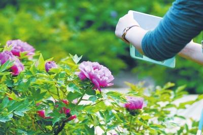 郑州碧沙岗公园7000株牡丹开放 花期半个月