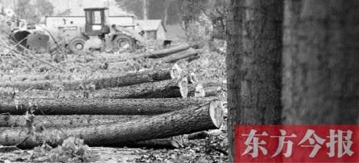行道树因修路被砍