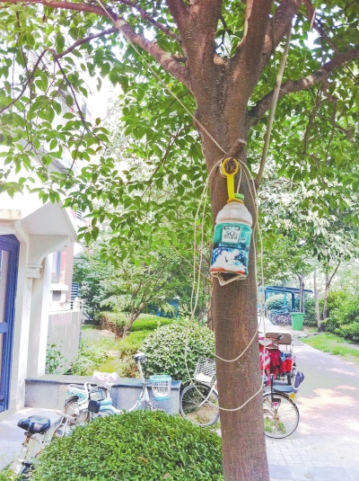 在给电动车充电时，为了不让雨水淋湿插座，有些居民把插座装在瓶子里挂在树上。