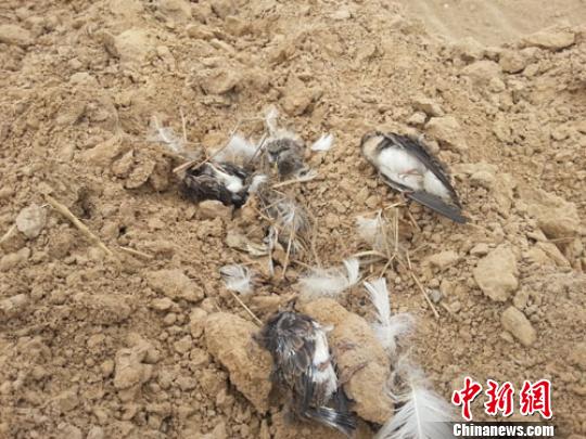 郑州一工地近千燕巢被毁人鸟相争惨剧再次上演