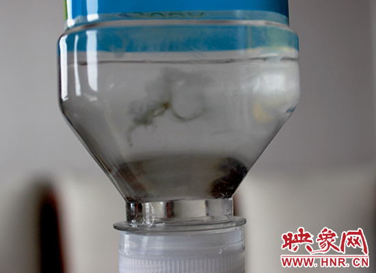 瓶内的絮状物