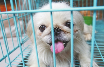 图为期待被收养的小猫、小狗。