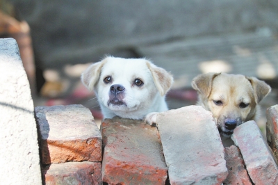 图为期待被收养的小猫、小狗。