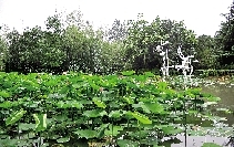 郑州年底前开放两大公园 “荷塘月色”赏心悦目