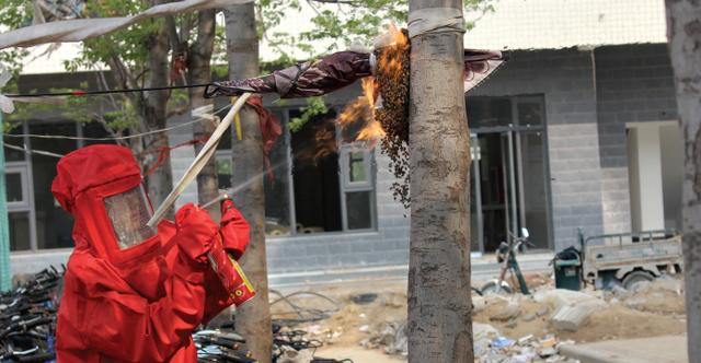 河南高校球场5小时“长成”大马蜂窝 万蜂飞舞