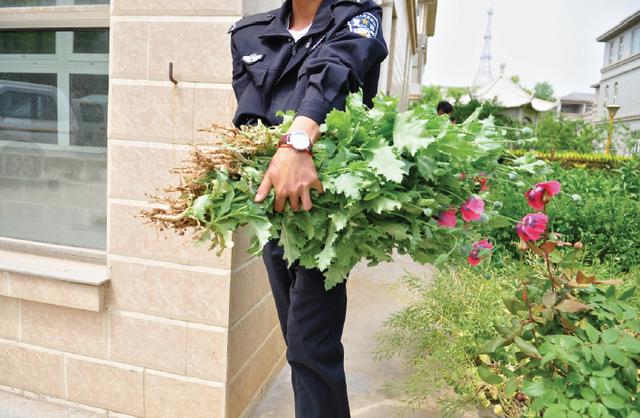 郑州别墅区发现68株罂粟 女子撵民警“快出去”