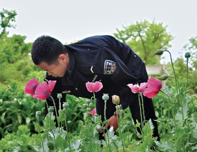 郑州别墅区发现68株罂粟 女子撵民警“快出去”