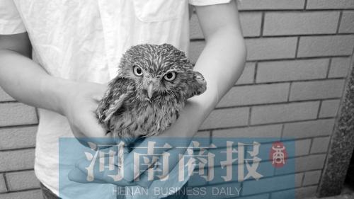 下水道有异响吓坏学生 里头“住”只小猫头鹰