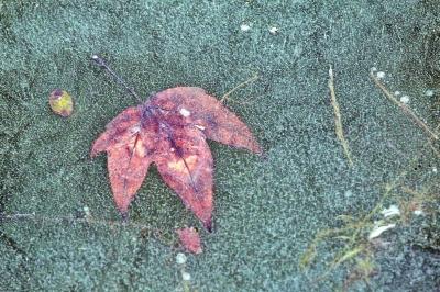 河南开启“速冻”模式 全省飘雪局地中到大雪