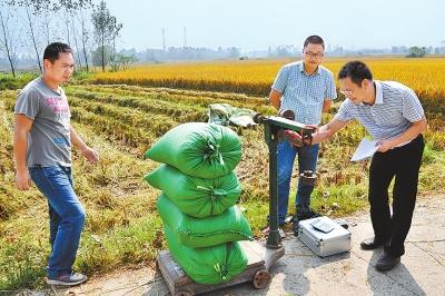 河南超级稻千亩片亩产超900公斤 属全国首次