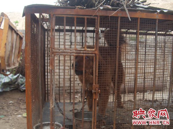 新野中年妇女血战藏獒20分钟救下4岁男童