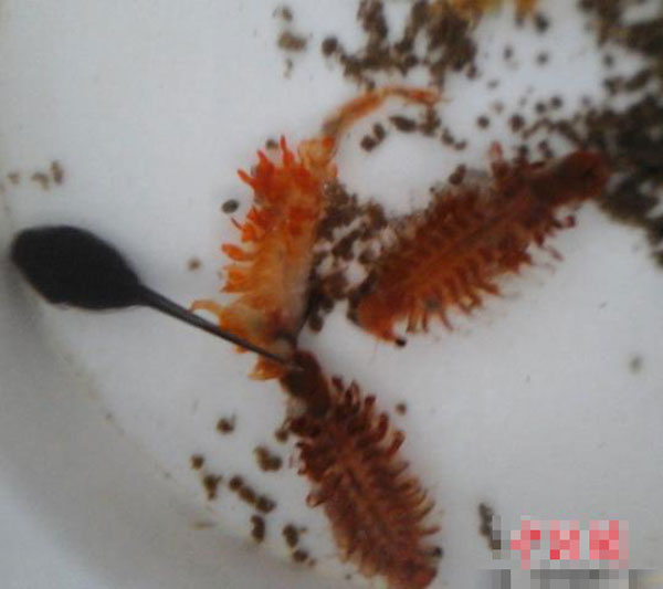 新疆发现史前生物“仙女虾”：超强生命力 不惧蒸煮