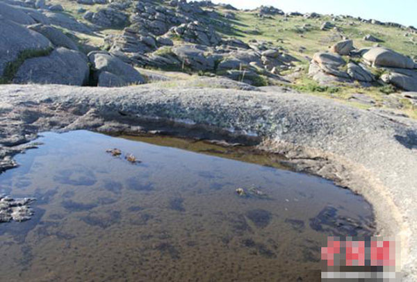 新疆发现史前生物“仙女虾”：超强生命力 不惧蒸煮