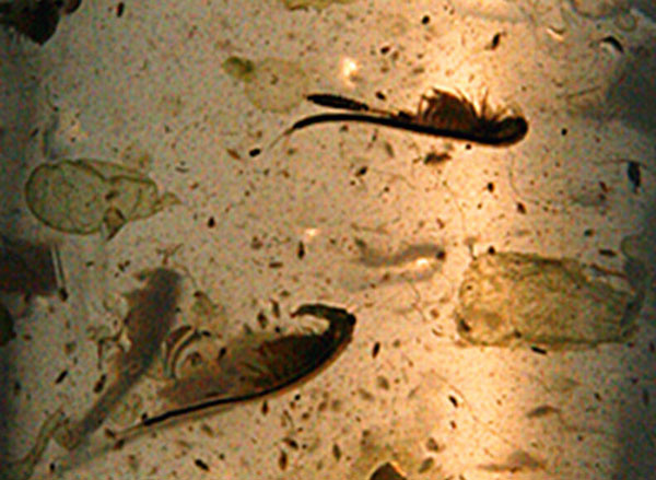 新疆发现史前生物“仙女虾”：超强生命力 不惧蒸煮