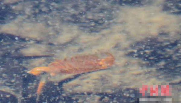 新疆发现史前生物“仙女虾”：超强生命力 不惧蒸煮